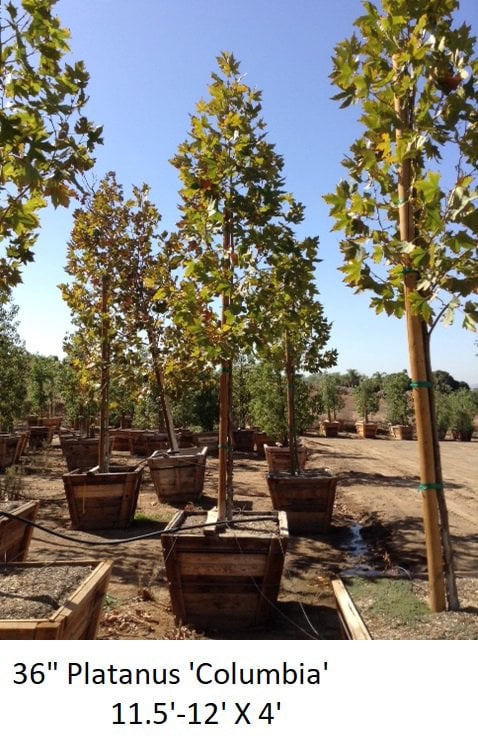 Photo for Platanus acerifolia 'Columbia' (Standard) (Columbia London Plane Tree)