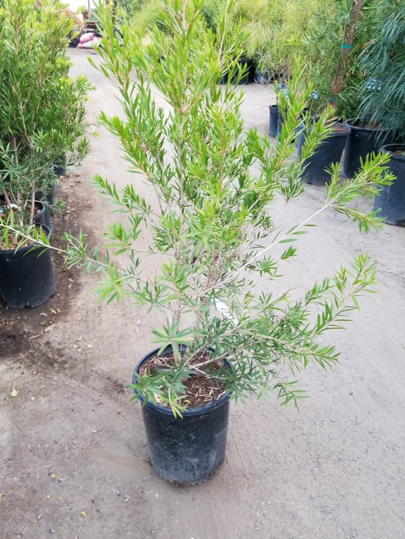 Photo for Callistemon viminalis 'Slim' (Slim Bottle Brush)