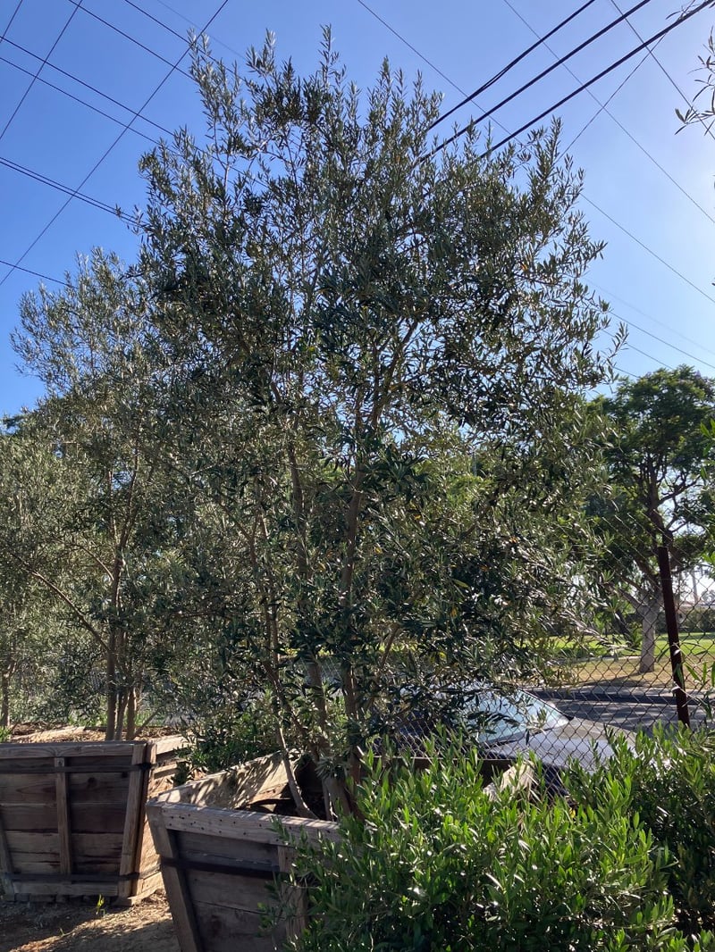 Photo for Olea europaea 'Wilsonii' (Multi) (Wilsonii Fruitless Olive)