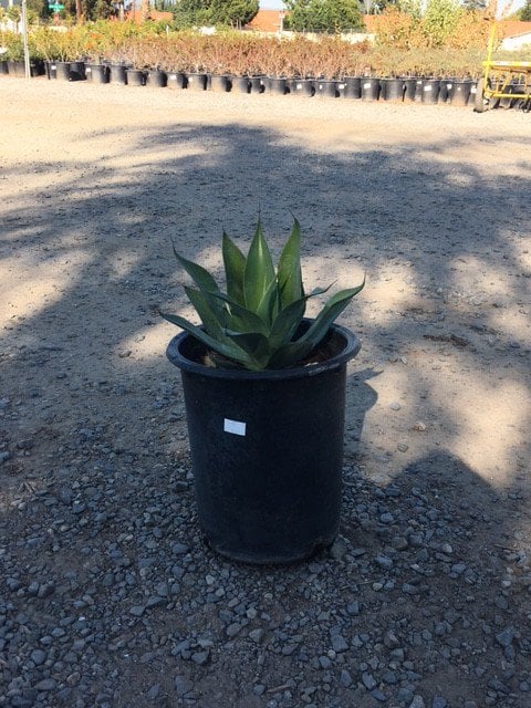 Photo for Agave attenuata 'Blue Flame' (Blue Flame Agave)