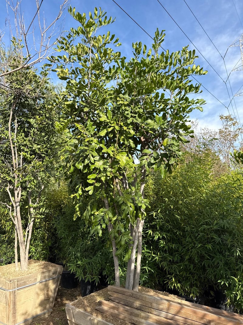Photo for Cupaniopsis anacardioides (Multi) (Carrotwood)