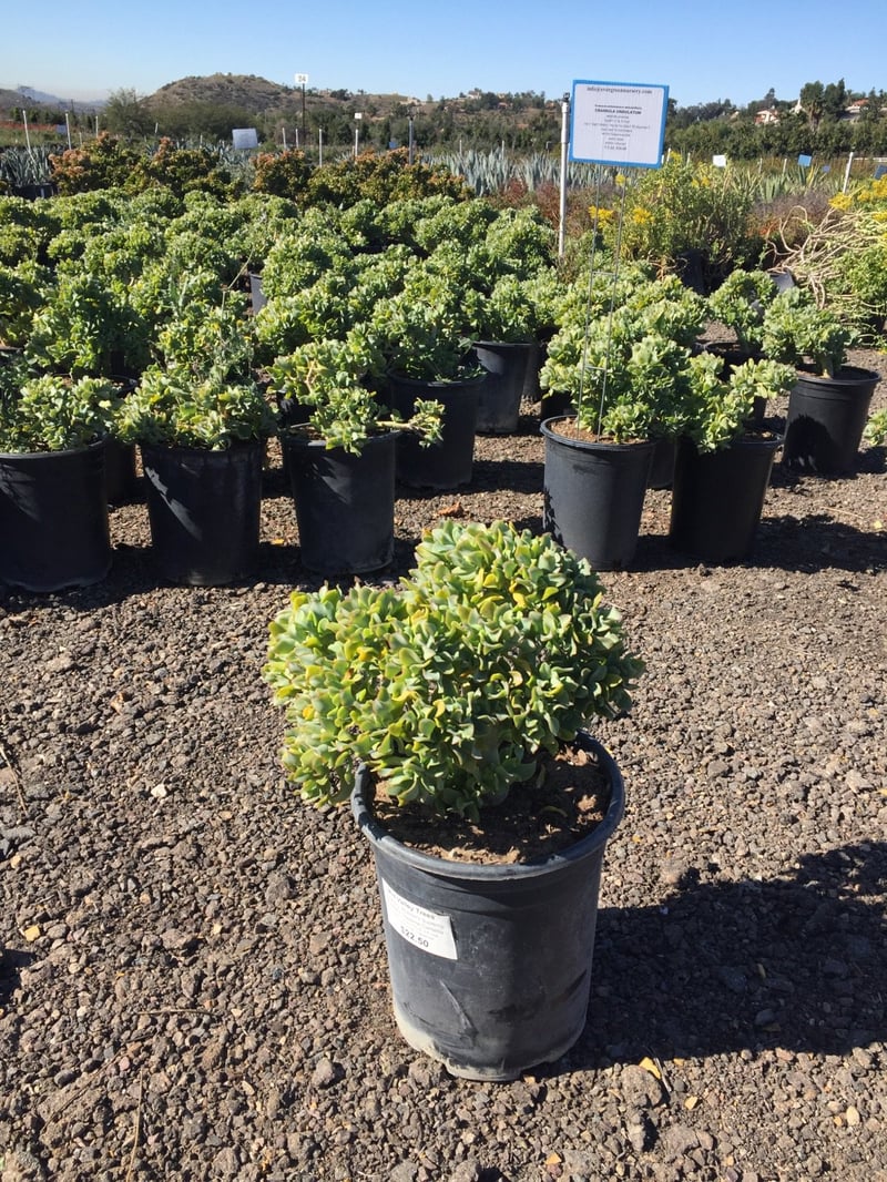 Photo for Crassula arborescens ssp. undulatifolia (Ripple Jade)
