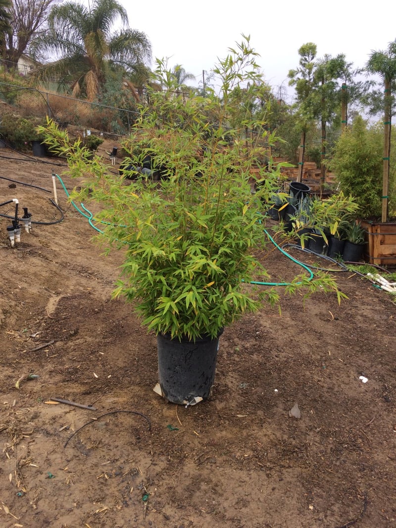 Photo for Phyllostachys aurea (Golden Bamboo)