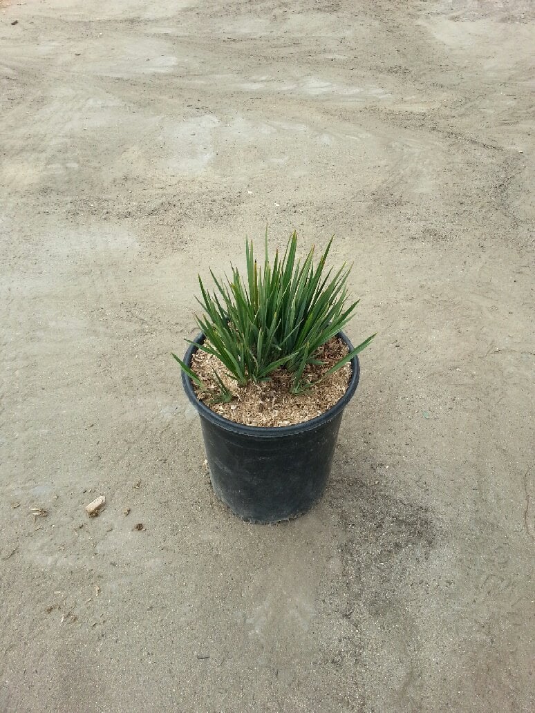 Photo for Dianella x Clarity Blue (Clarity Blue Dianella)
