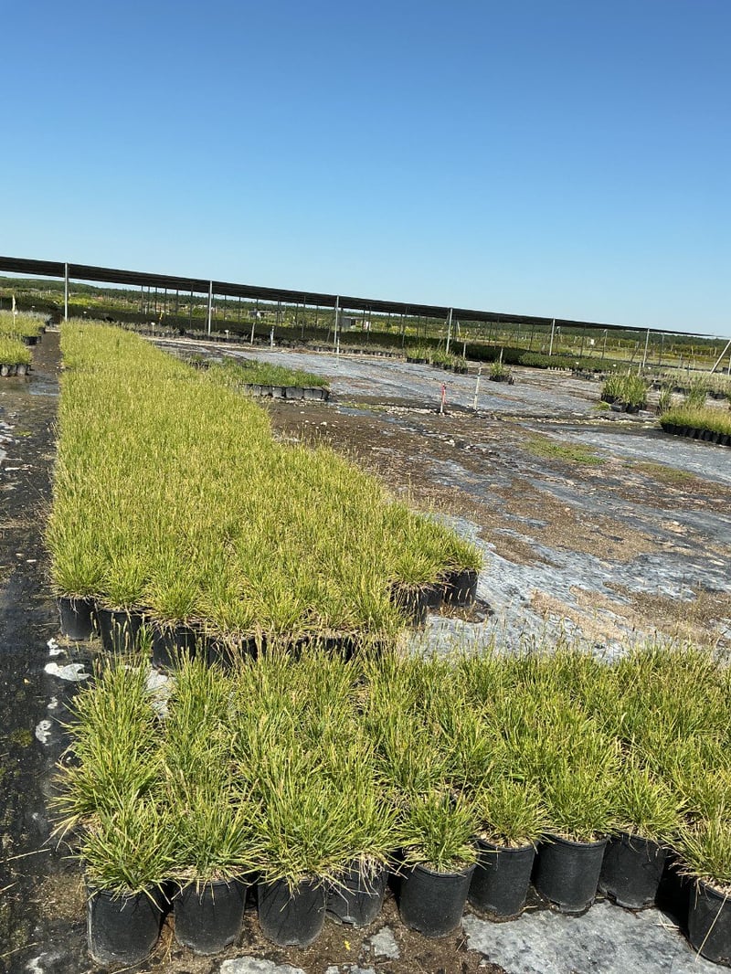 Photo for Sesleria ‘Greenlee' (John Greenlee's Moor Grass)