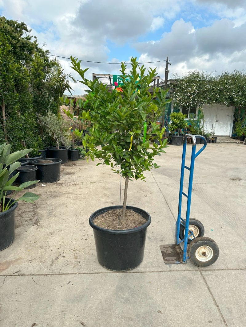 Photo for Citrus aurantifolia 'Bearss' Seedless (Seedless Bearss Lime)