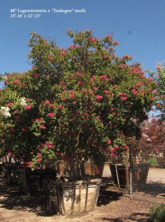 Photo for Lagerstroemia indica 'Red' (Multi) (Red Crape Myrtle (any variety))