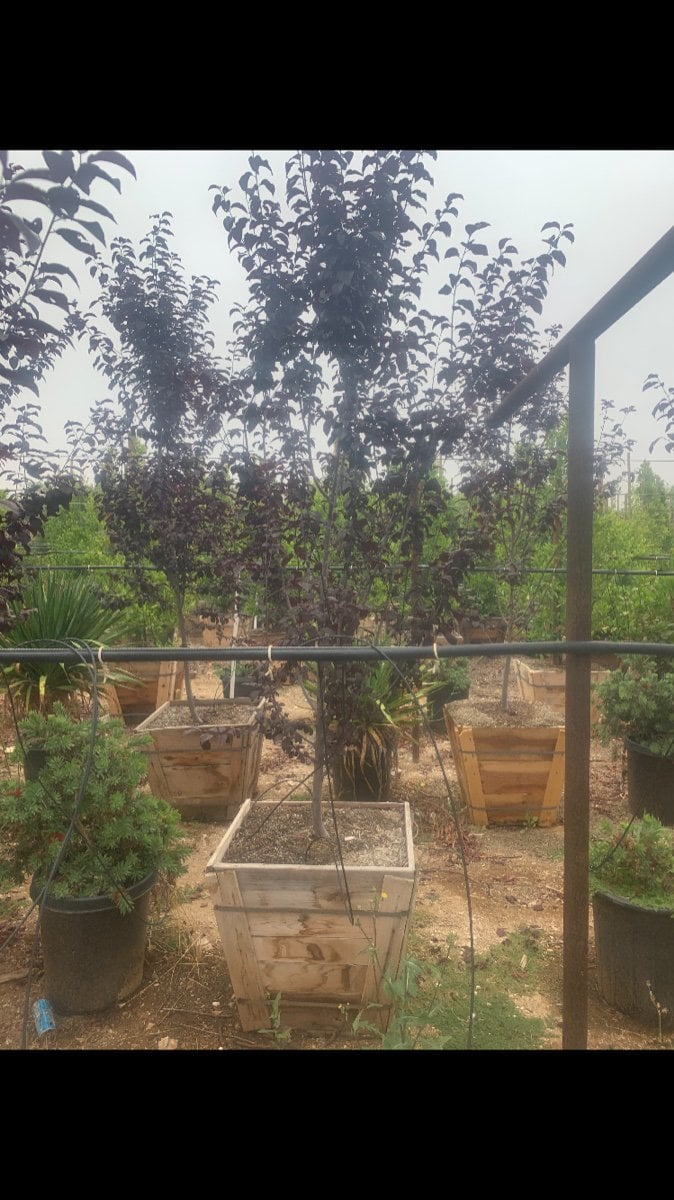 Photo for Prunus cerasifera (Cherry Plum, Myrobalan)
