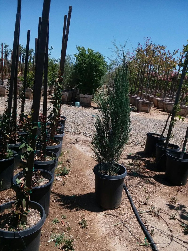 Photo for Juniperus scopulorum 'Skyrocket' (Skyrocket Juniper)
