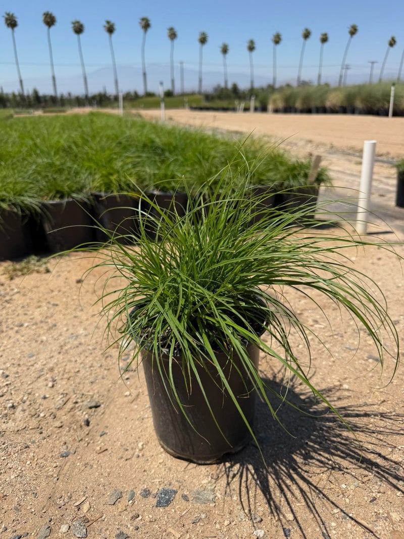 Photo for Carex divulsa (European Grey Sedge, Berkeley Sedge)