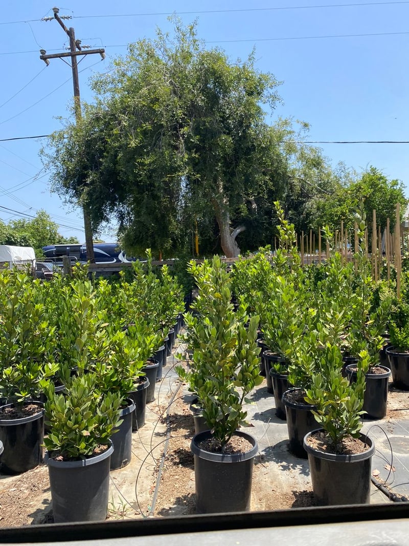 Photo for Laurus nobilis (Column) (Sweet Bay)