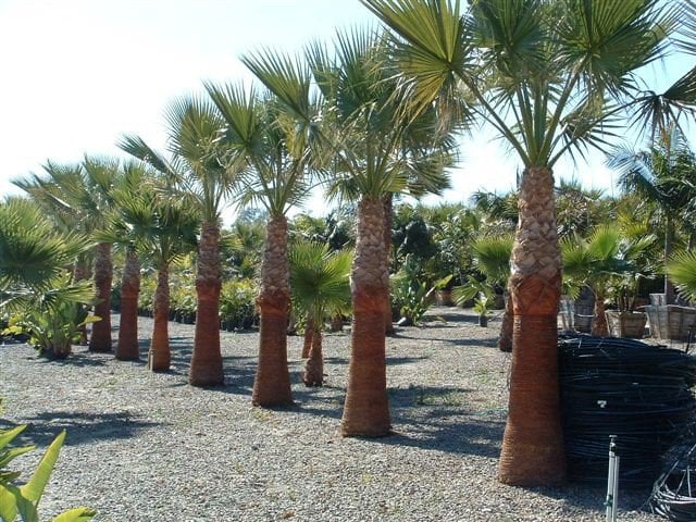 Photo for Washingtonia filifera (12' BTH) (California Fan Palm)