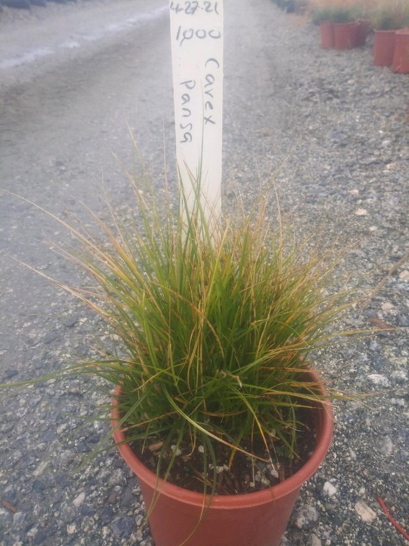Photo for Carex pansa (California Meadow Sedge)