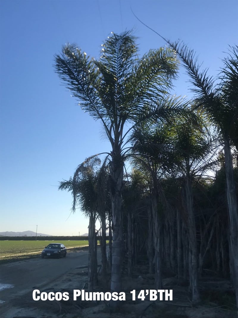 Photo for Arecastrum romanzoffianum (Queen Palm)