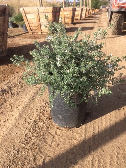 Photo for Westringia fruticosa (Coast Rosemary)