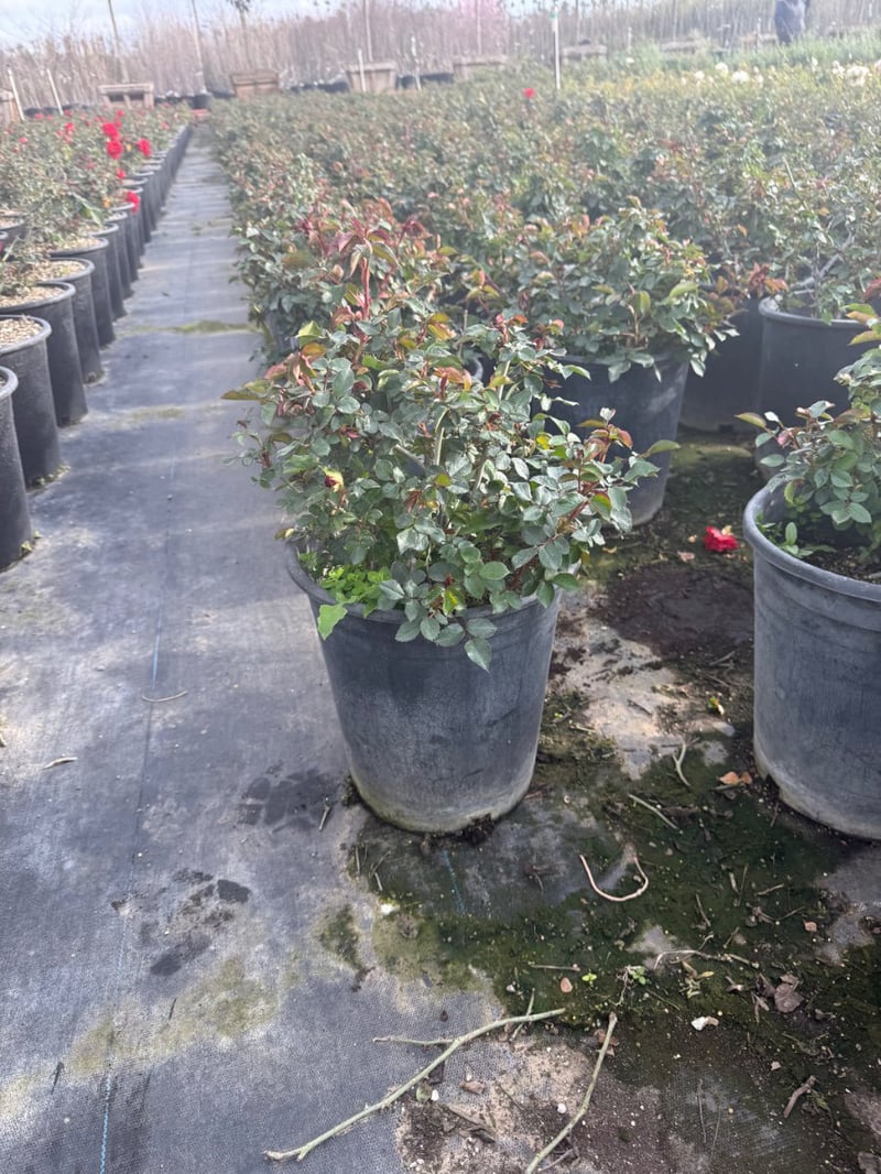 Photo for Rosa 'Iceberg Red' (Red Iceberg Rose)