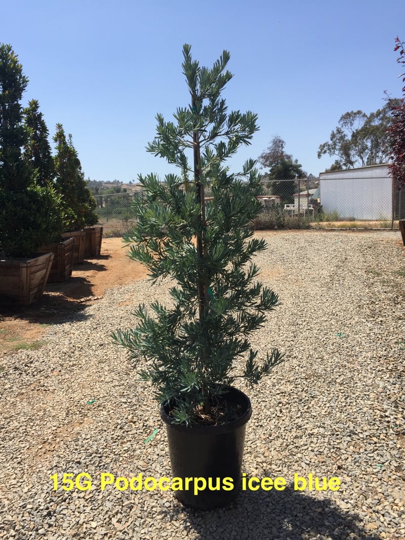 Photo for Podocarpus elongatus ‘Icee Blue' (Icee Blue Fern Pine)