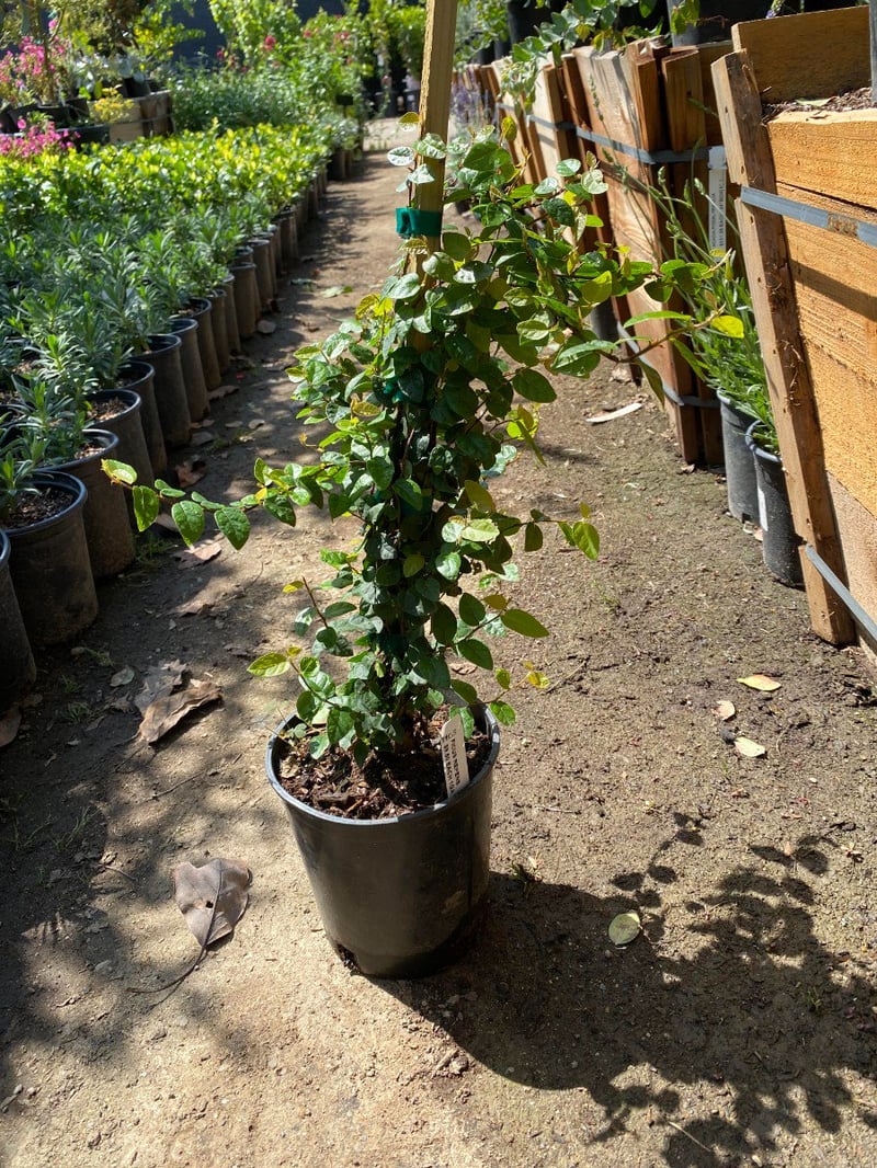 Photo for Ficus repens (Creeping Fig)