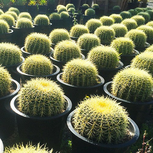 Photo for Echinocactus grussoni (Golden Barrel Cactus)
