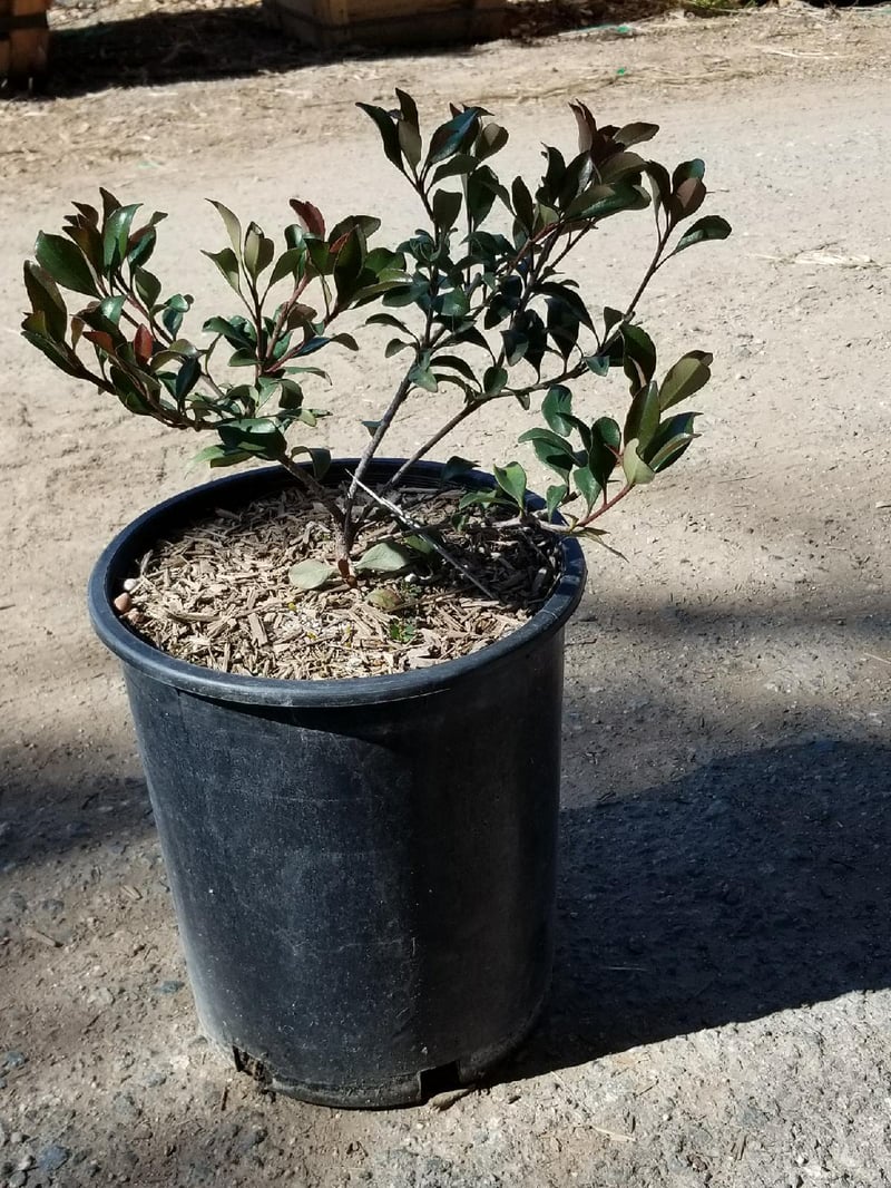 Photo for Rhaphiolepis indica 'Ballerina' (Ballerina Indian Hawthorn)