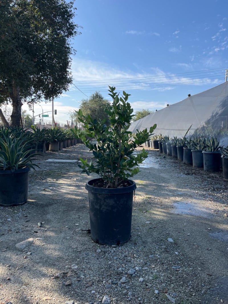 Photo for Ligustrum lucidum (Chinese Privet)