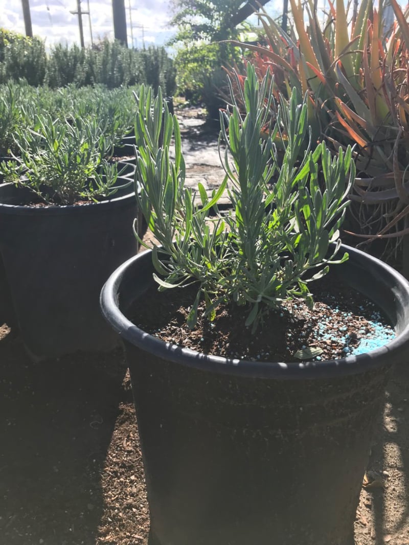 Photo for Lavandula x intermedia 'Provence' (Provence French Lavender)