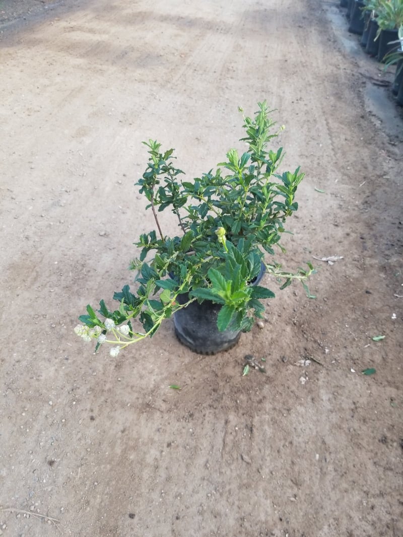 Photo for Ceanothus 'Joyce Coulter' (Joyce Coulter Ceanothus)