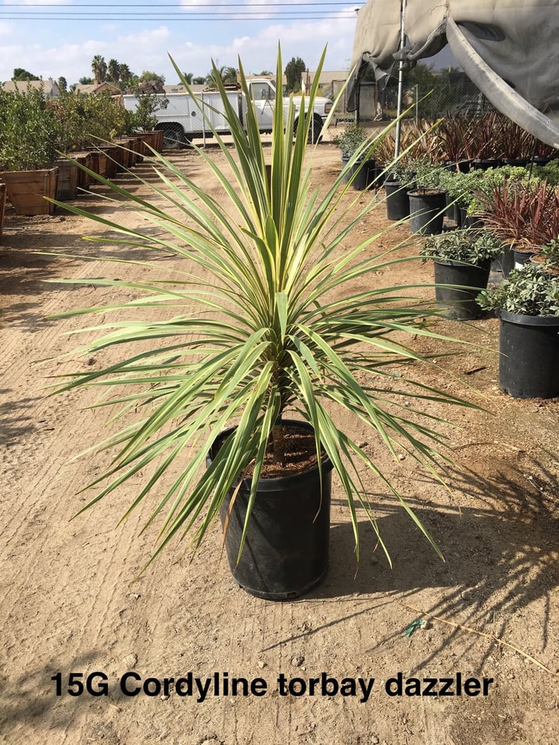 Photo for Cordyline australis 'Torbay Dazzler' (Torbay Dazzler Grass Palm)