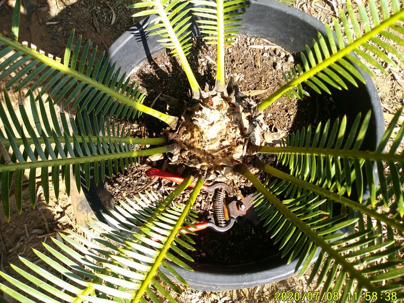 Photo for Dioon edule (Chestnut Dioon)