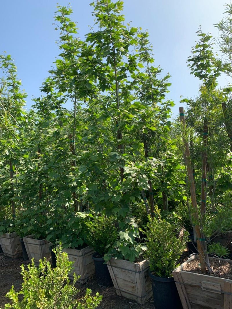 Photo for Platanus acerifolia 'Bloodgood' (Bloodgood London Plane Tree)