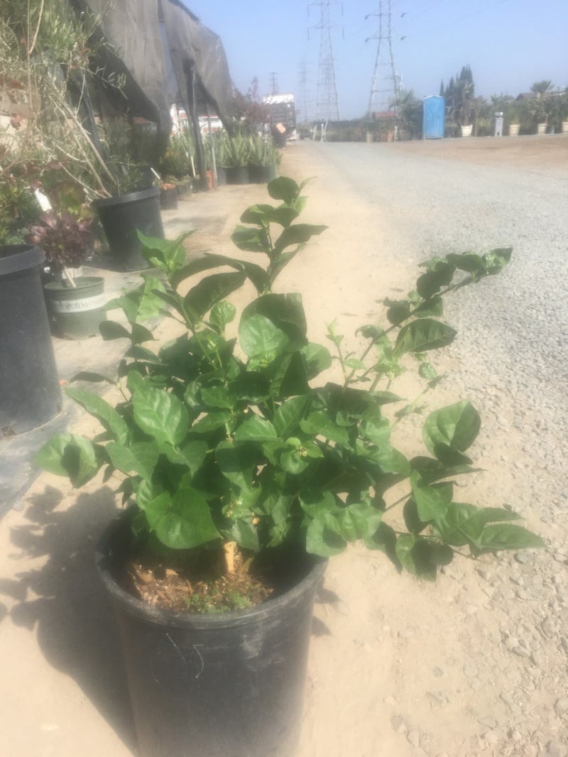 Photo for Jasminum sambac (Arabian Jasmine)