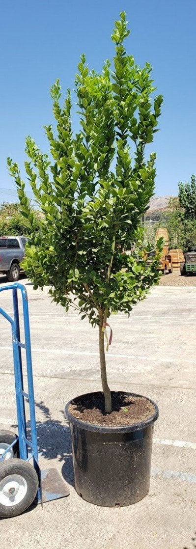 Photo for Citrus aurantifolia (Key Lime, Mexican Lime)
