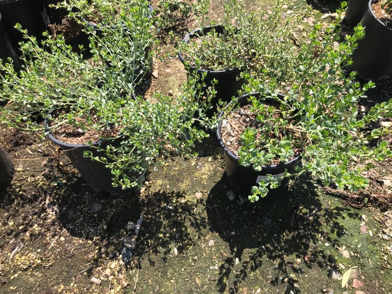Photo for Baccharis pilularis 'Pigeon Point' (Pigeon Point Dwarf Coyote Brush)