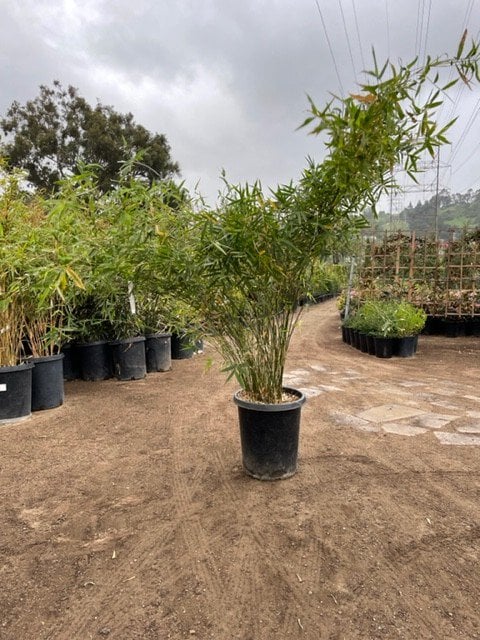 Photo for Bambusa multiplex 'Golden Goddess' (Golden Goddess Bamboo)