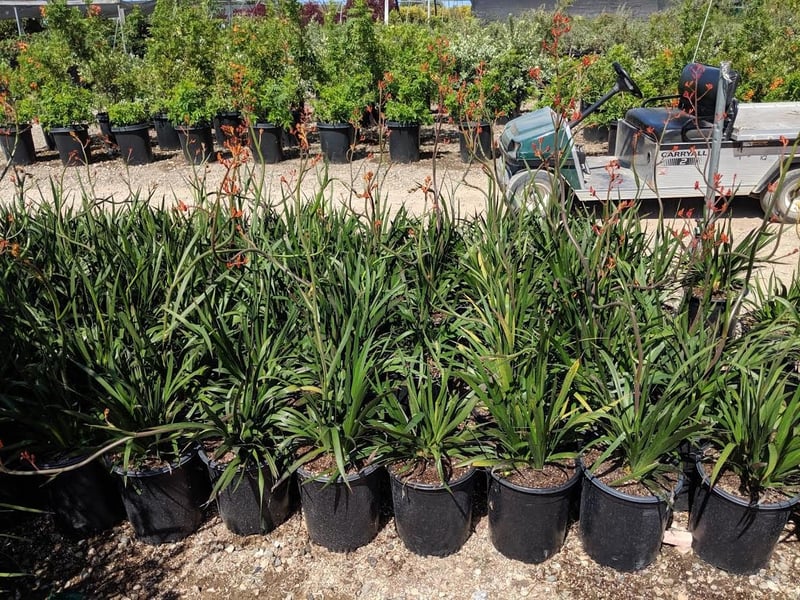 Photo for Anigozanthos 'Orange Cross' (Orange Cross Kangaroo Paw)