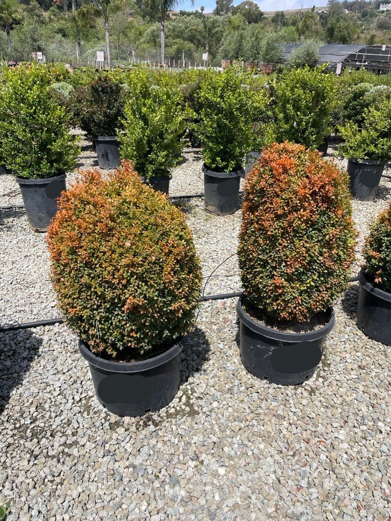 Photo for Buxus sempervirens (American Boxwood)
