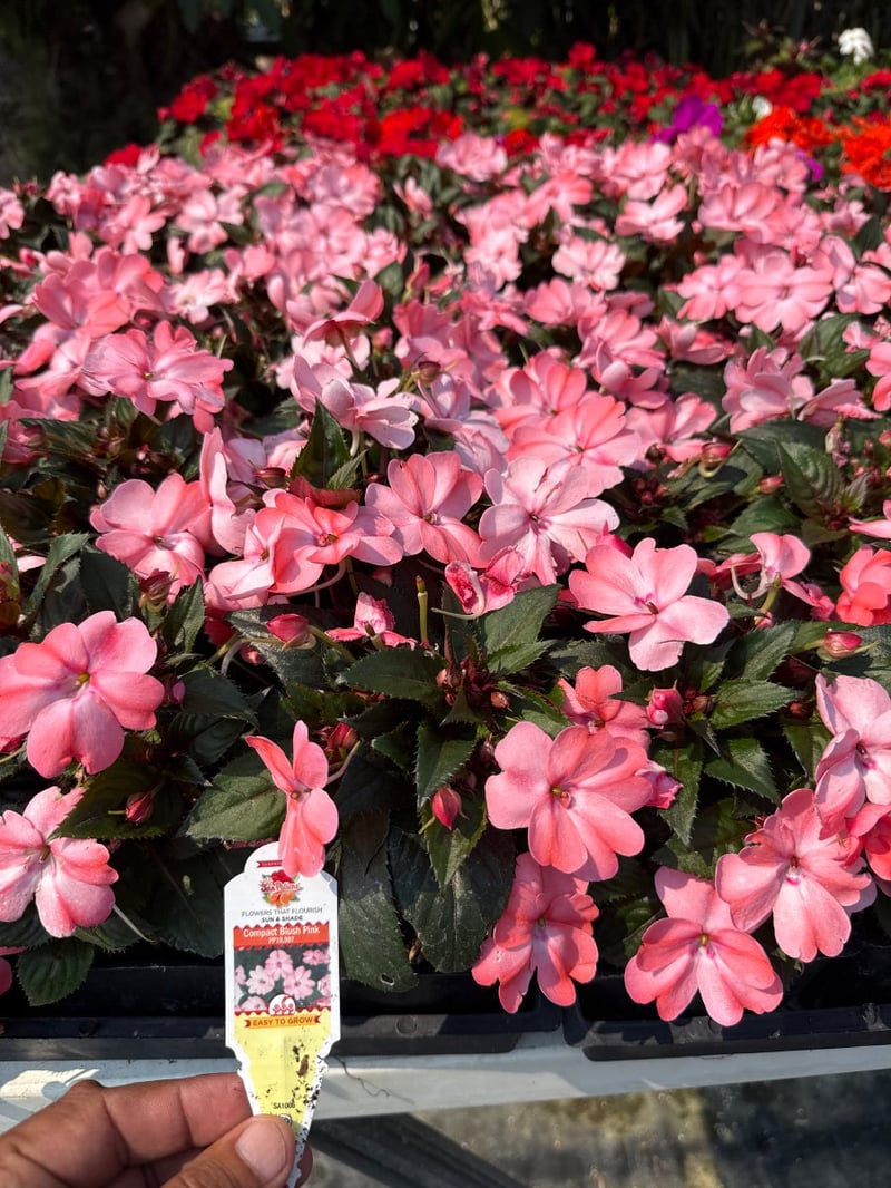 Photo for Impatiens 'Sunpatiens Pink' (Pink Impatiens)