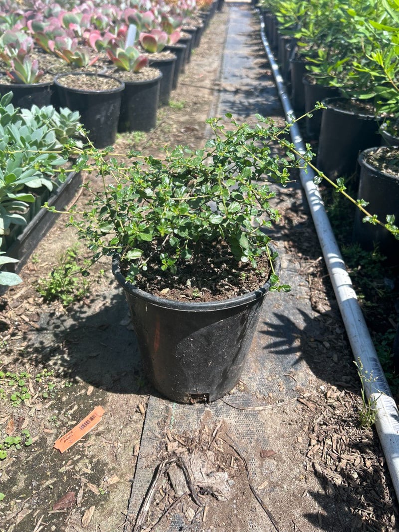 Photo for Ceanothus 'Centennial' (Centennial California Wild Lilac)
