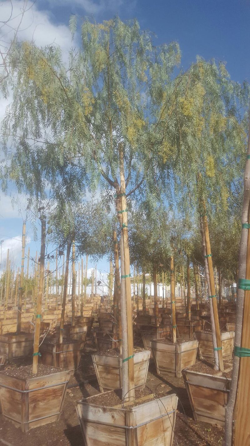 Photo for Schinus molle (California Pepper Tree)