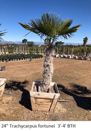 Photo for Trachycarpus fortunei (Windmill Palm)