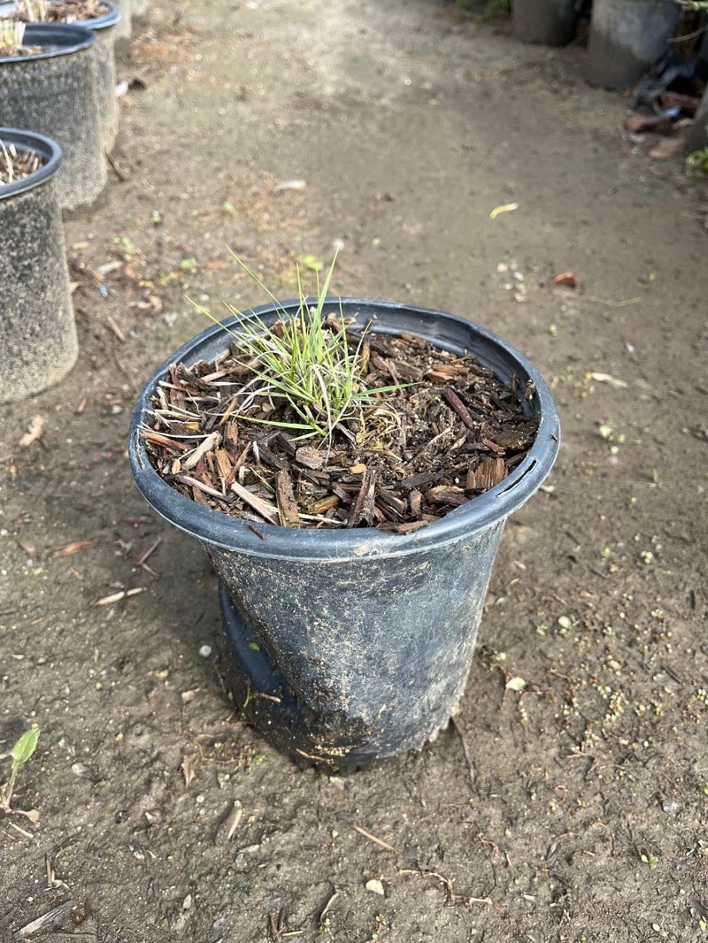 Photo for Bouteloua gracilis 'Blonde Ambition' (Blonde Ambition Blue Grama Grass)