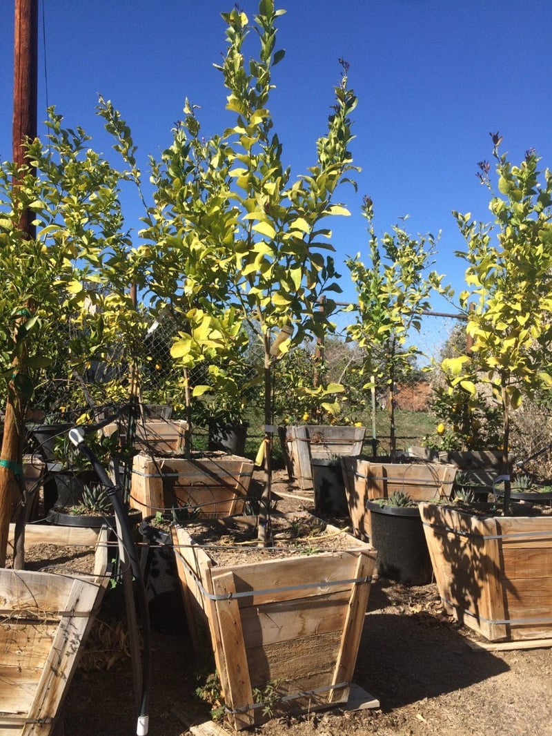 Photo for Citrus limon 'Eureka' (Eureka Lemon)