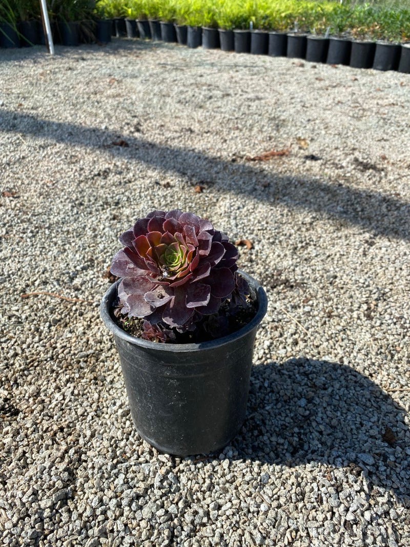 Photo for Aeonium arborescens 'Tip Top' (Tip Top Aeonium)