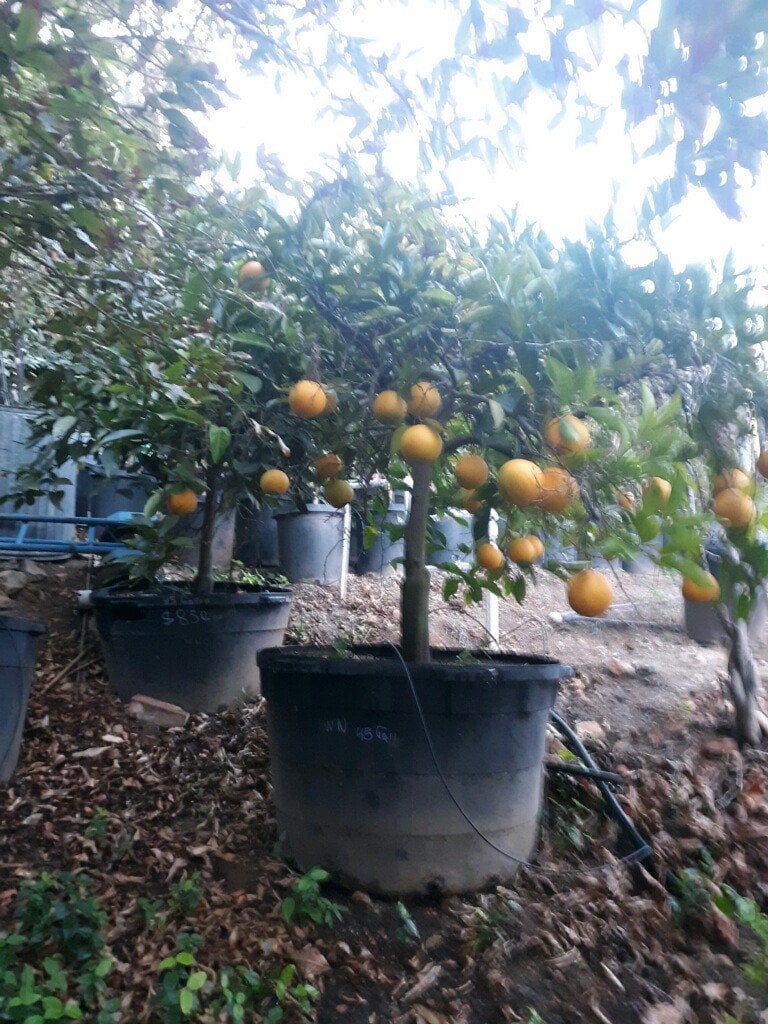 Photo for Citrus sinensis 'Washington' (Washington Navel Orange)