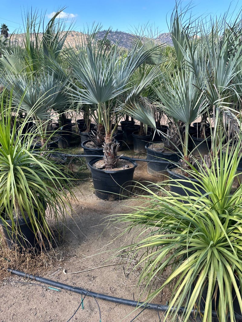 Photo for Brahea armata (Blue Hesper Palm, Mexican Blue Palm)