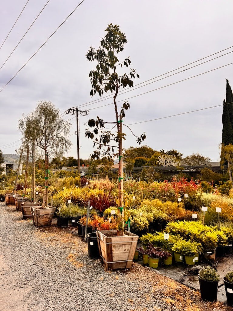 Photo for Lophostemon confertus (Standard) (Brisbane Box)