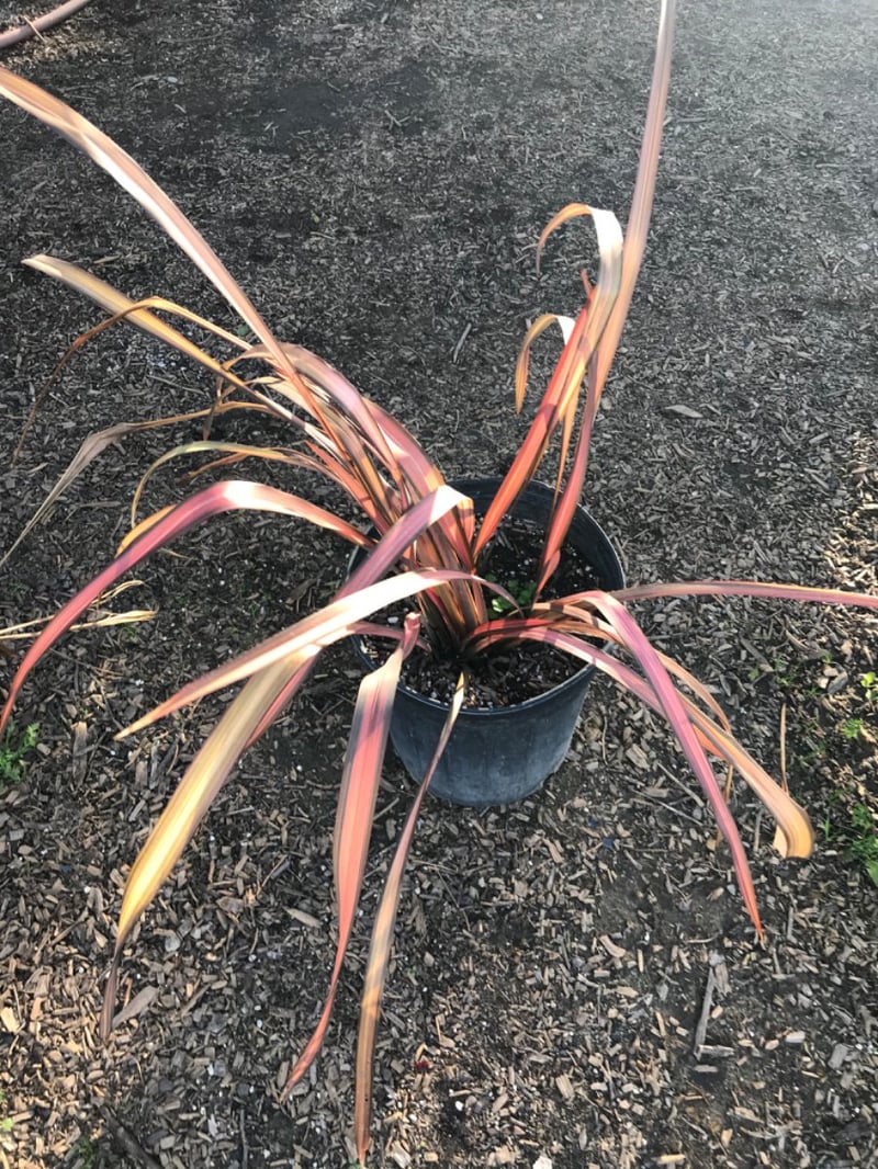 Photo for Phormium 'Maori Maiden' ('Rainbow Maiden') (Rainbow Queen New Zealand Flax)