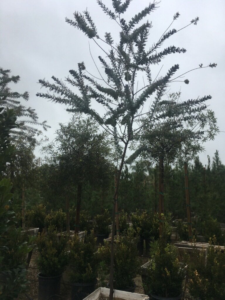 Photo for Acacia baileyana 'Purpurea' (Purple Fernleaf Acacia)