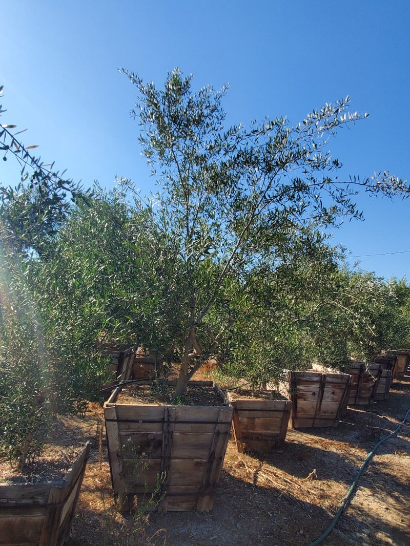 Photo for Olea europaea 'Manzanillo' (Manzanillo Olive)