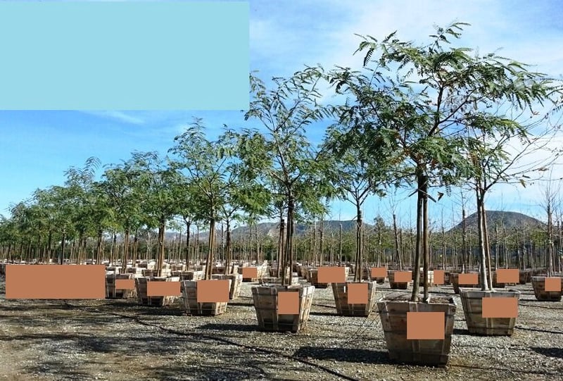 Photo for Tipuana tipu (Tipu Tree)